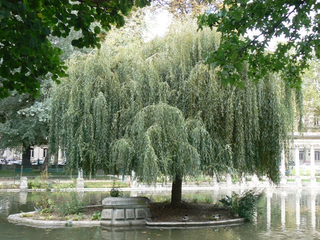 Quartiers de Paris Saule pleureur Parc Monceau / Photo ODL