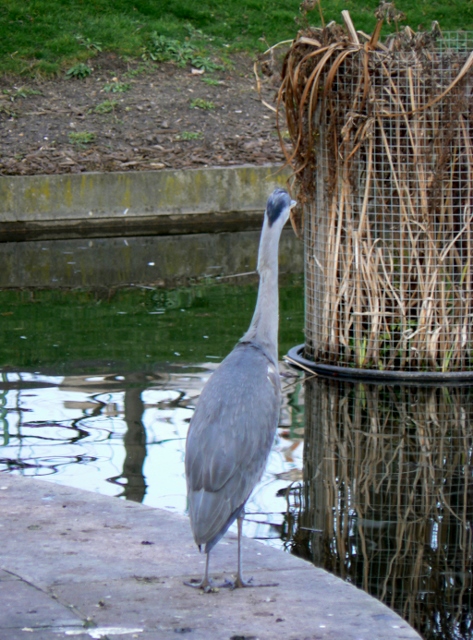 Le héron aux Tuileries