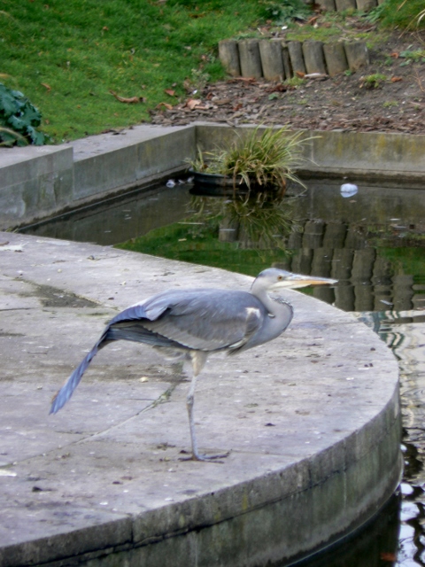 Le héron aux Tuileries (2)