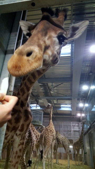 Petit déjeuner avec les girafes au Parc zoologique de Paris (10)