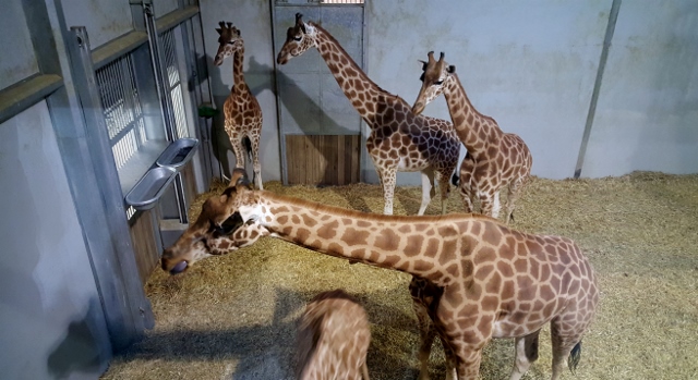 Petit déjeuner avec les girafes au Parc zoologique de Paris (11)