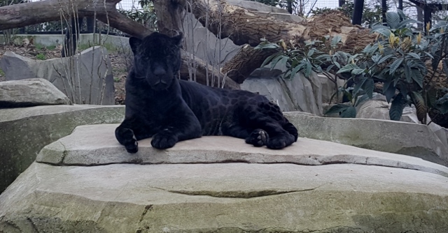 Petit déjeuner avec les girafes au Parc zoologique de Paris (13)