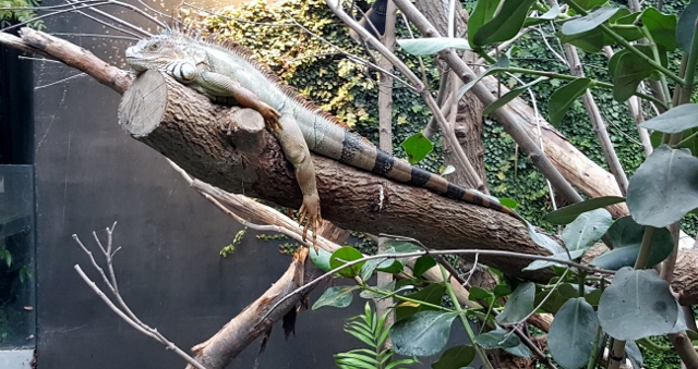 Petit déjeuner avec les girafes au Parc zoologique de Paris (15)