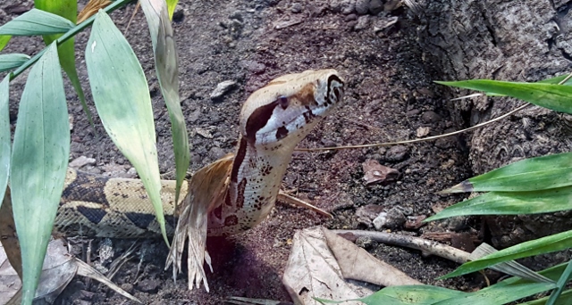 Petit déjeuner avec les girafes au Parc zoologique de Paris (16)