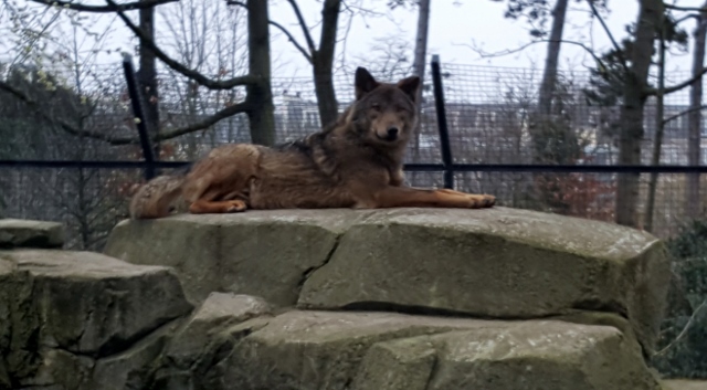 Petit déjeuner avec les girafes au Parc zoologique de Paris (18)