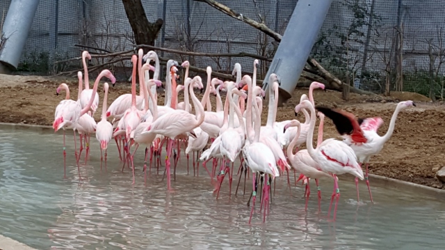 Petit déjeuner avec les girafes au Parc zoologique de Paris (19)