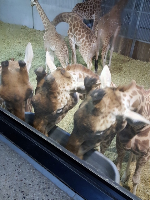 Petit déjeuner avec les girafes au Parc zoologique de Paris (3)