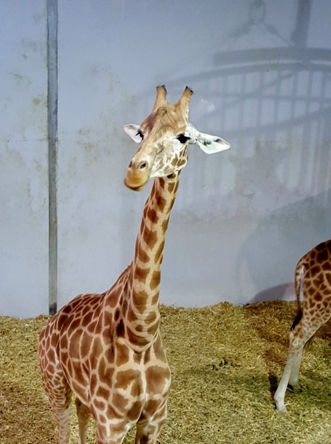 Petit déjeuner avec les girafes au Parc zoologique de Paris (4)