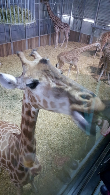 Petit déjeuner avec les girafes au Parc zoologique de Paris (5)