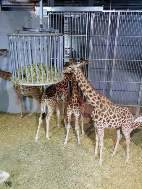 Petit déjeuner avec les girafes au Parc zoologique de Paris (6)