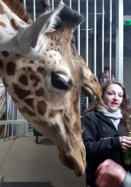 Petit déjeuner avec les girafes au Parc zoologique de Paris (7)