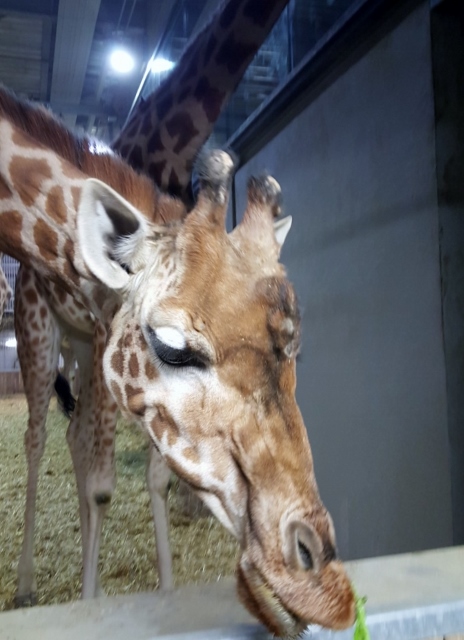 Petit déjeuner avec les girafes au Parc zoologique de Paris (8)