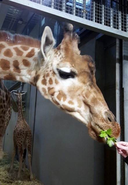 Petit déjeuner avec les girafes au Parc zoologique de Paris (9)