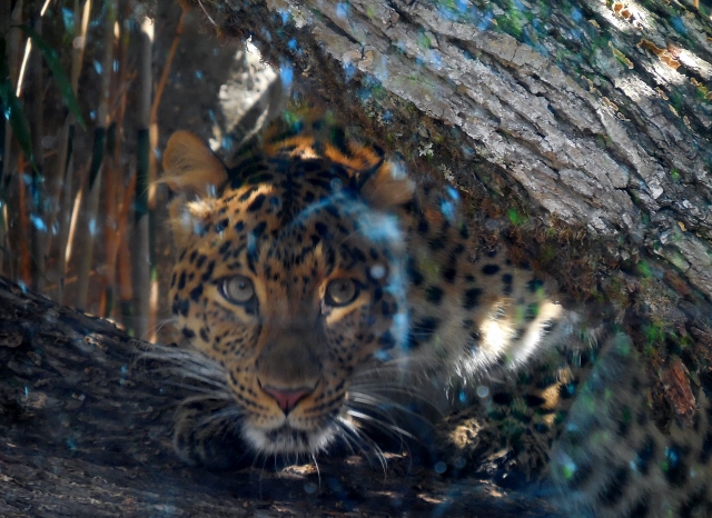 La Ménagerie Le Zoo du Jardin des Plantes (10)