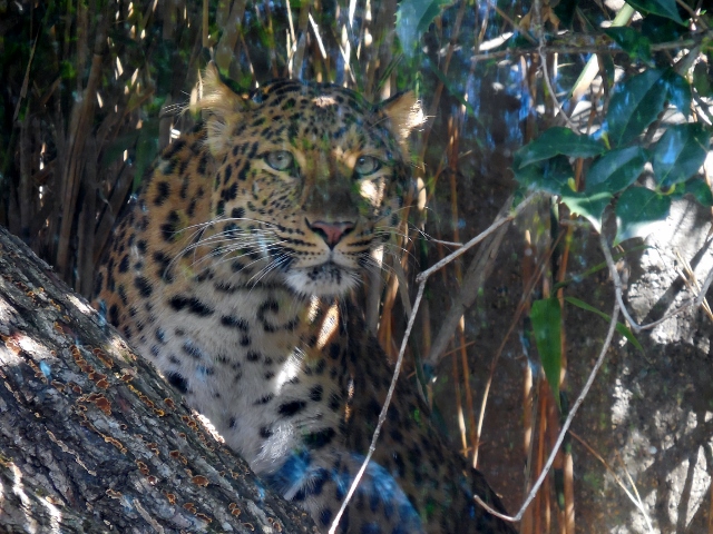 La Ménagerie Le Zoo du Jardin des Plantes (11)