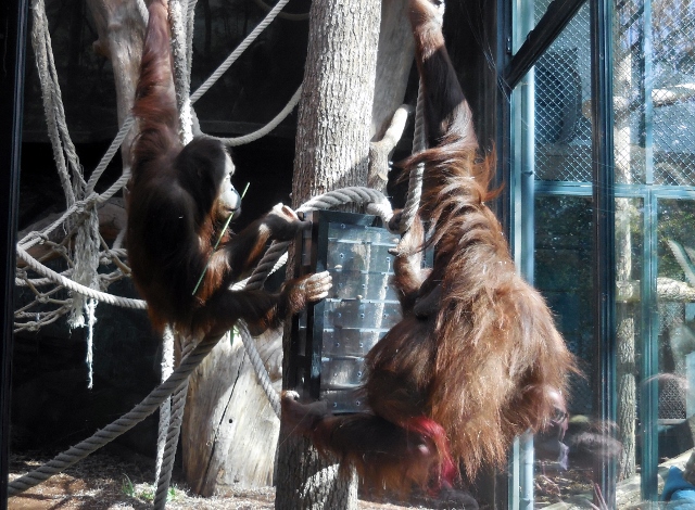 La Ménagerie Le Zoo du Jardin des Plantes (13)