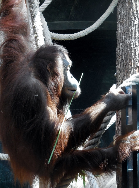 La Ménagerie Le Zoo du Jardin des Plantes (14)