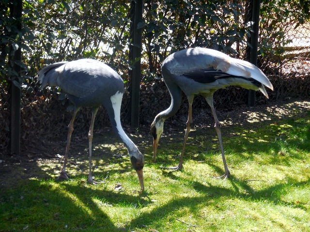 La Ménagerie Le Zoo du Jardin des Plantes (17)
