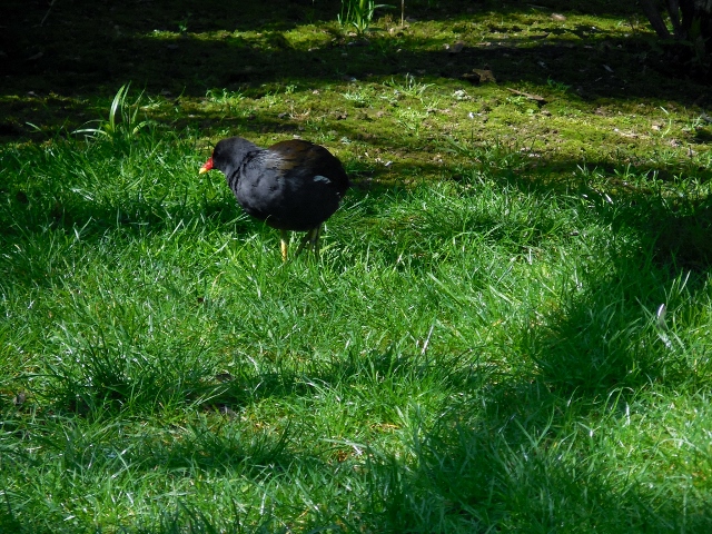 La Ménagerie Le Zoo du Jardin des Plantes (19)