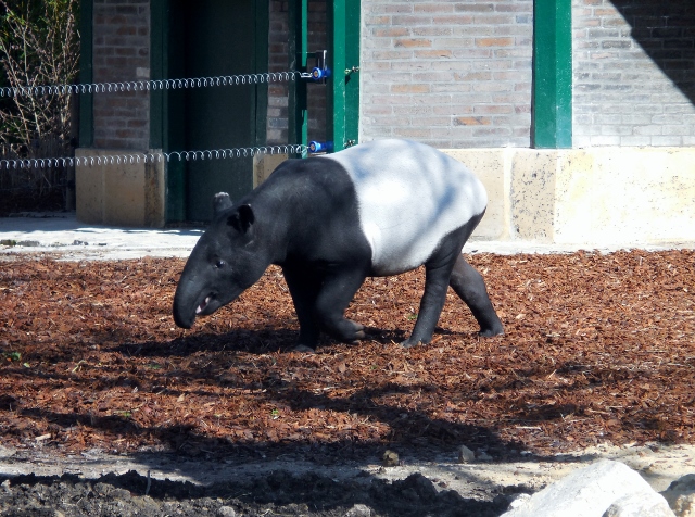 La Ménagerie Le Zoo du Jardin des Plantes (2)