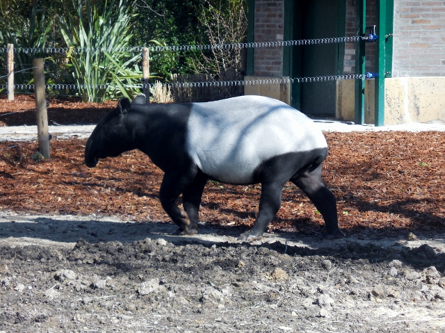 La Ménagerie Le Zoo du Jardin des Plantes (3)
