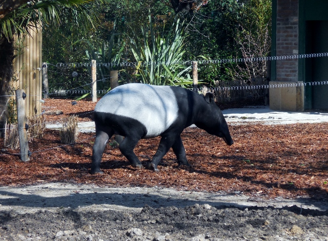 La Ménagerie Le Zoo du Jardin des Plantes (4)