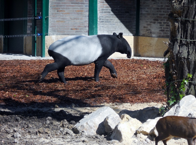 La Ménagerie Le Zoo du Jardin des Plantes (5)