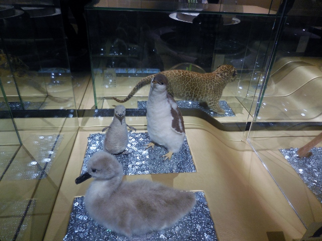 Bébés animaux (14)