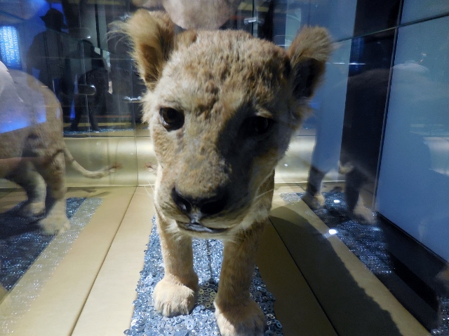 Bébés animaux (17)