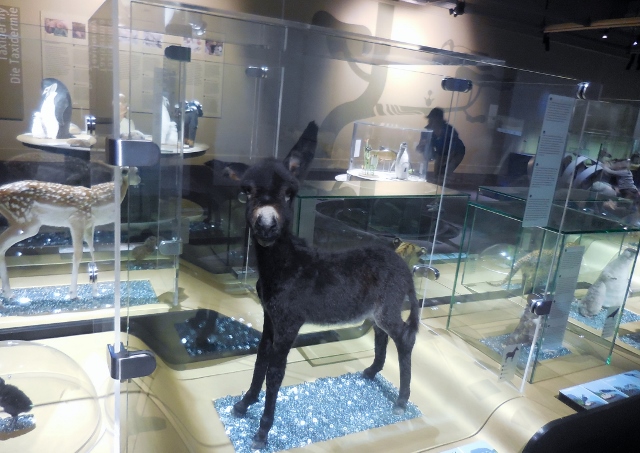 Bébés animaux (18)