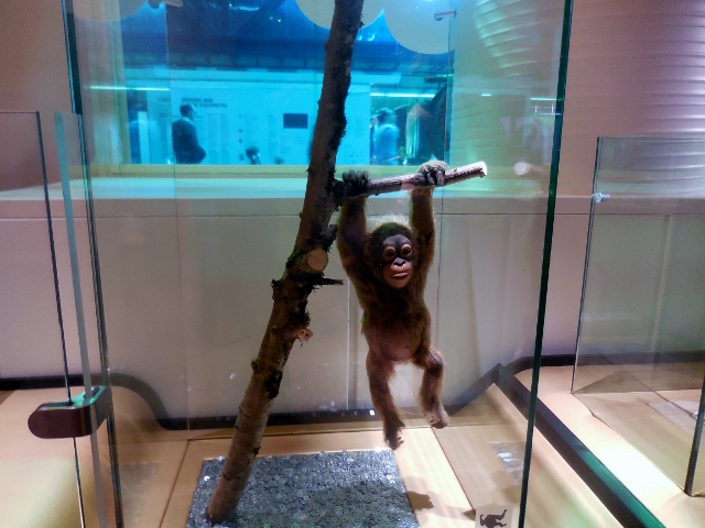 Bébés animaux (22)