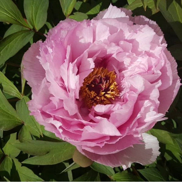 Top 5 Instagram Avril 2016 (1)