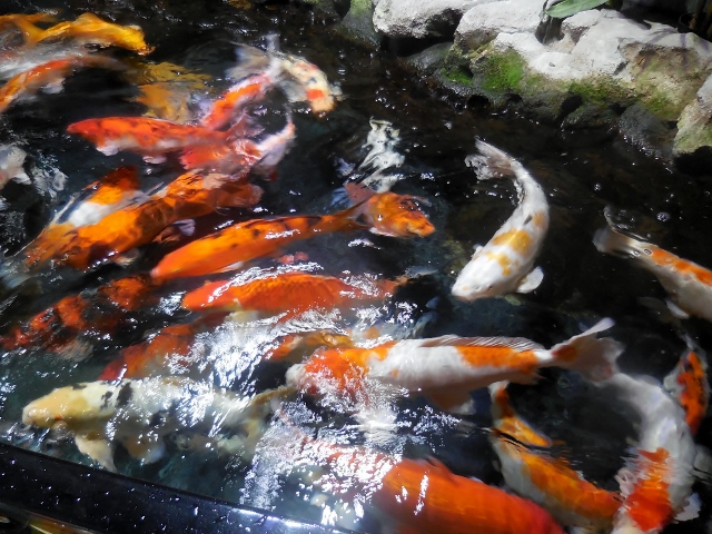 Aquarium de Paris Mon coloriage d'anime (17)