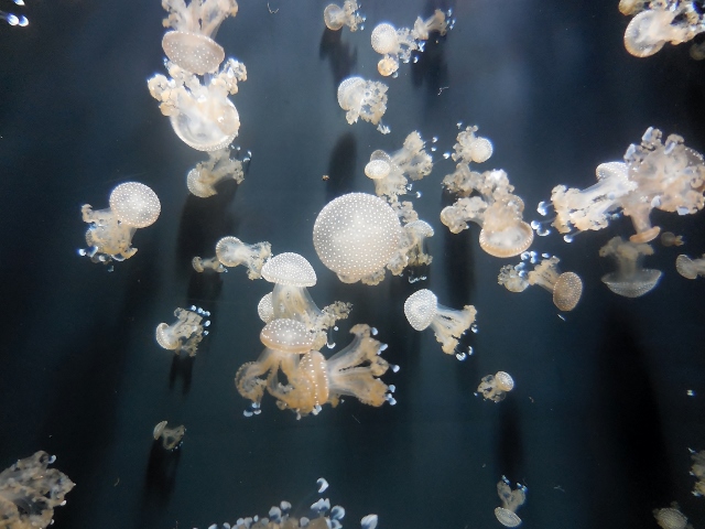 Aquarium de Paris Mon coloriage d'anime (19)