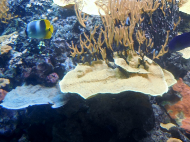 Aquarium de Paris Mon coloriage d'anime (20)