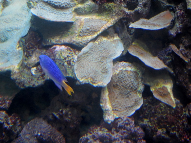 Aquarium de Paris Mon coloriage d'anime (22)