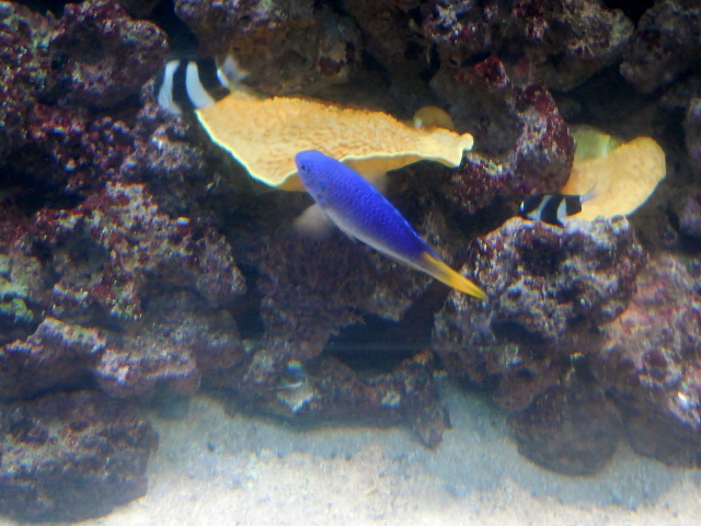 Aquarium de Paris Mon coloriage d'anime (23)