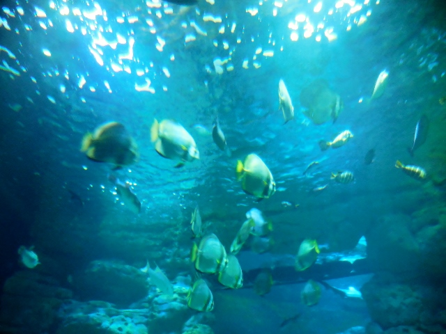 Aquarium de Paris Mon coloriage d'anime (26)