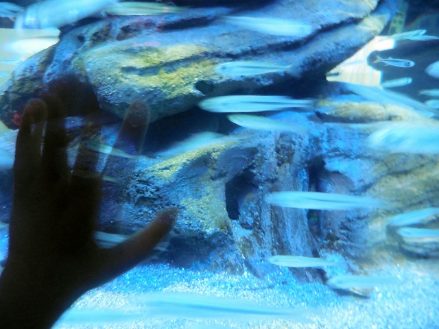 Aquarium de Paris Mon coloriage d'anime (29)