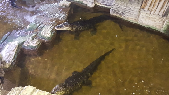 Cyclops à L'Aquarium Tropical