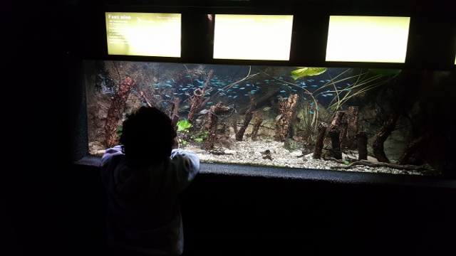 Cyclops à L'Aquarium Tropical