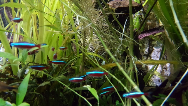 Cyclops à L'Aquarium Tropical