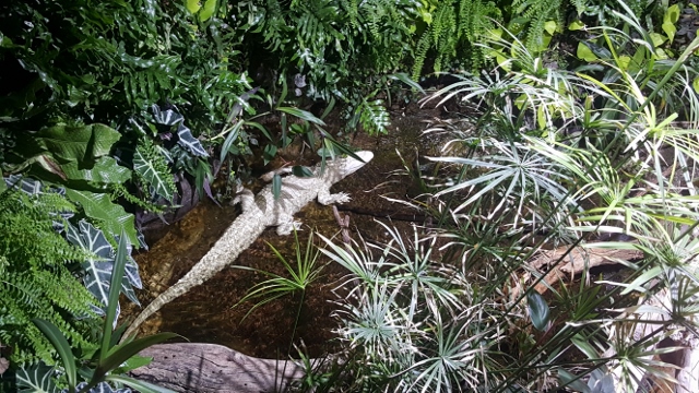 Cyclops à L'Aquarium Tropical