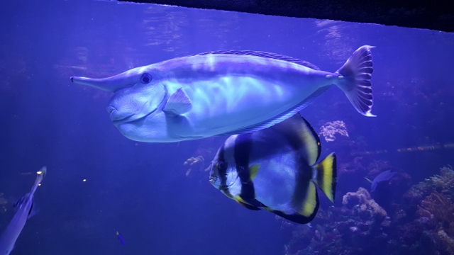 Cyclops à L'Aquarium Tropical