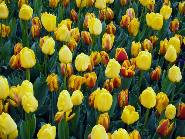 La Fête des Tulipes