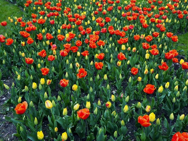 La Fête des Tulipes