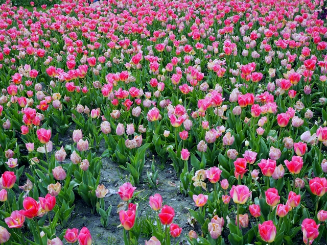 La Fête des Tulipes
