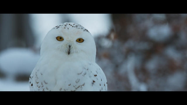 Aïlo UNE ODYSSEE EN LAPONIE