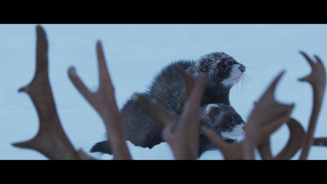 Aïlo UNE ODYSSEE EN LAPONIE