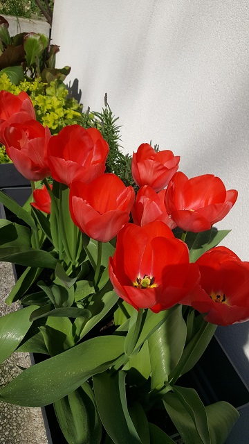 Décoration et aménagement du jardin